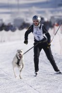 Lenk 2013